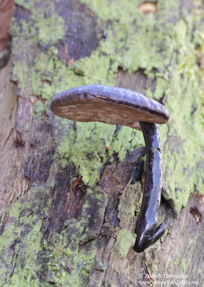 Lingzhi mushroom (Reishi mushroom), Ganoderma lucidum (Curtis) P. Karst. (Mushrooms, Fungi)
